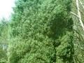Juniperus virginiana Burkii Image 1
