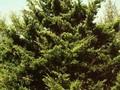 Juniperus virginiana Canaertii Image 1