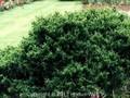 Juniperus virginiana Globosa Image 1