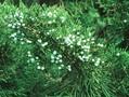 Juniperus virginiana Schottii Image 1