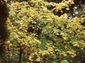 Kalopanax ricinifolius Image 1