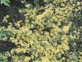 Kerria japonica Picta Image 1