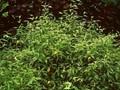 Kerria japonica Variegata Image 1