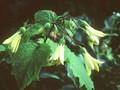 Kirengeshoma palmata Image 1