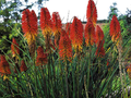 Kniphofia Image 1