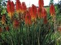 Kniphofia Abendsonne Image 1