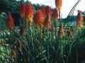 Kniphofia Corallina Image 1