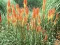 Kniphofia Fyrverkeri Image 1