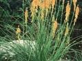 Kniphofia galpinii Image 1