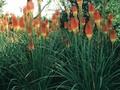 Kniphofia Jonkher van Tets Image 1