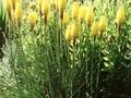 Kniphofia Limelight Image 1