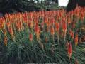 Kniphofia praecox Image 1