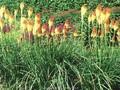 Kniphofia Royal Standard Image 1