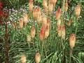 Kniphofia Safranvogel Image 1
