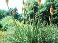 Kniphofia The Rocket Image 1