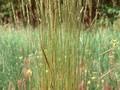 Koeleria cristata Image 1