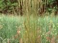 Koeleria macrantha Image 1