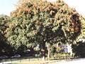 Koelreuteria paniculata Image 1
