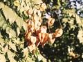 Koelreuteria paniculata Image 3