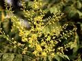 Koelreuteria paniculata Image 4