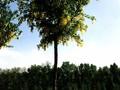 Laburnum anagyroides Image 2