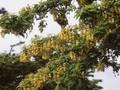 Laburnum alpinum Image 1