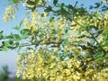 Laburnum anagyroides Image 1