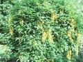 Laburnum anagyroides Pendulum Image 1