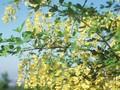 Laburnum vulgare Image 1