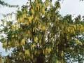 Laburnum watereri Image 1
