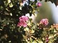 Lagerstroemia indica Image 4