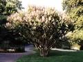 Lagerstroemia indica Image 2