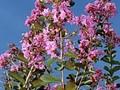 Lagerstroemia indica Image 1