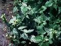 Lamium galeobdolon Silberteppich Image 1