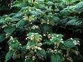 Lamium orvala Album Image 1
