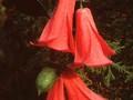 Lapageria rosea Image 1