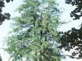 Larix decidua Image 1