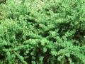 Larix decidua Kornik Image 1