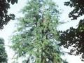 Larix europaea Image 1