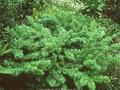 Larix kaempferi Nana Image 1