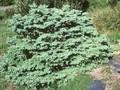 Larix kaempferi Wolterdingen Image 1