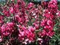 Lathyrus latifolius Image 1