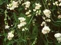 Lathyrus latifolius Splendens Image 1