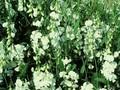 Lathyrus latifolius White Pearl Image 1