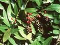 Laurocerasus officinalis Image 1