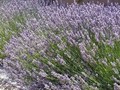 Lavandula x intermedia Image 1