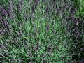 Lavandula angustifolia Dwarf Blue Image 1