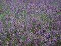 Lavandula officinalis Image 1