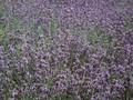 Lavandula spica Image 1