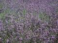 Lavandula vera Image 1